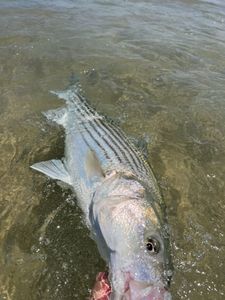 Striped bass caught while fishing in MA