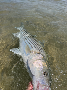 Striped bass fishing in Watertown