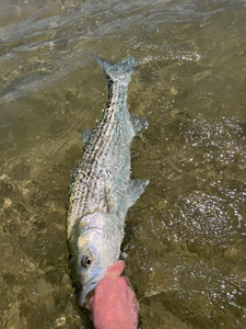 A person fishing in the water at Watertown