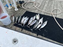 Five Atlantic Bonito and Blackfin Tuna fish caught in NJ