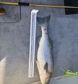 Striped bass caught in Wildwood Crest