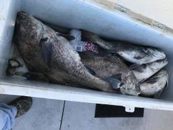 Two redfish and black drum caught in Wildwood Crest