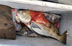 Angler fishing in Wildwood Crest