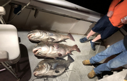 Three fish caught in Wildwood Crest while fishing