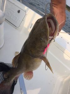 Yellow Catfish, Grapevine Lake
