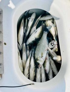 Photograph of a white bass fish caught in Southlake