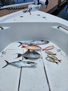 6 spanish mackerel fish caught in FL