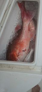 Best catch in Panama City