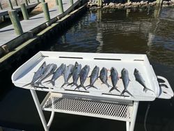 8 Spanish Mackerel and King Mackerel fish caught during a fishing trip in Panama City