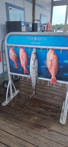 4 cero mackerel caught while fishing in FL