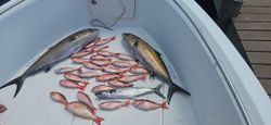 4 spanish mackerel fish caught while fishing in FL