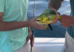 Angler with a catch in FL