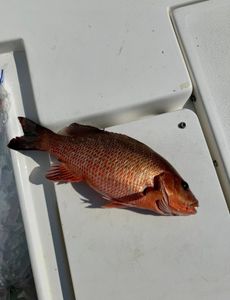 Fishing in FL