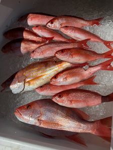 7 fish caught while fishing in FL