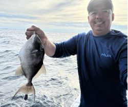 Grey Triggerfish caught fishing in FL