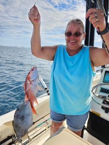 Grey Triggerfish caught during fishing in Panama City