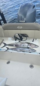 Fishing for king mackerel in FL