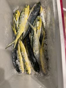 Two Mahi Mahi fish caught while fishing in Panama City