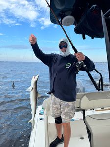 Photo of a 32-inch Atlantic Sharpnose Shark caught while fishing in FL