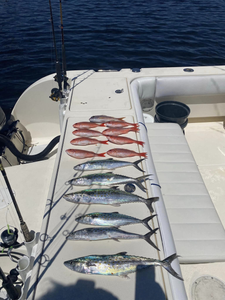 4 spanish mackerel caught while fishing in FL
