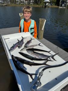 Five Spanish Mackerel fish caught while fishing in FL
