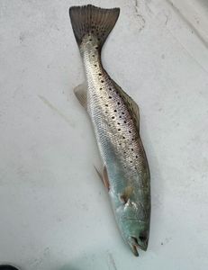 Spotted Weakfish caught in FL