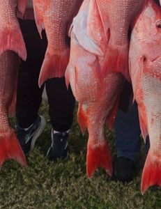 Two fishermen landed a great catch in FL