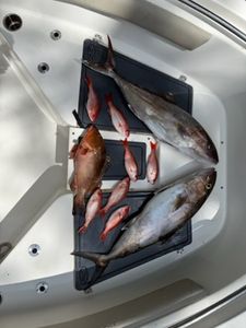Fishing expedition in FL with 3 fish caught