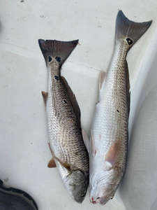 Two redfish caught in Panama City