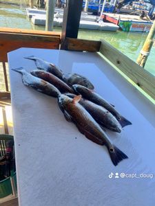 Two fish caught on fishing tour in TX