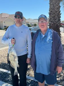 A photo of a black drum fish caught in TX