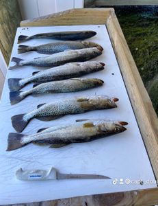 5 Spotted Weakfish and Sea Trout in TX