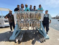 Large catch of black drum and redfish displayed on fish cleaning station at Corpus Christi TX fishing charter