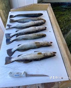 5 spotted weakfish and sea trout in Corpus Christi
