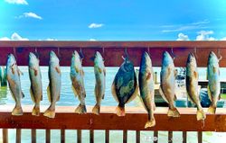 Six spotted weakfish caught in Corpus Christi