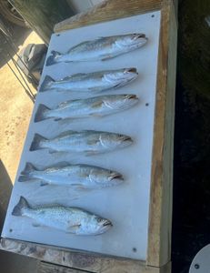 6 spotted weakfish caught in Corpus Christi, Texas