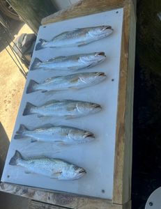 Speckled Trout out of Baffin 