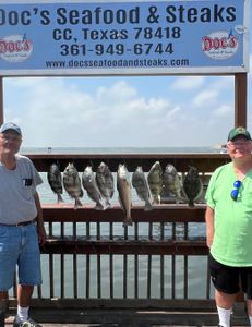 8 Sheepshead, Redfish, and Black Drum Fish Caught in TX