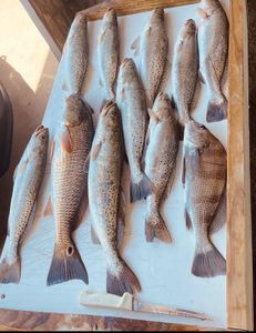 10 spotted weakfish, redfish, and other fish caught in TX