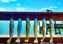 Six fish caught in TX while fishing, tours