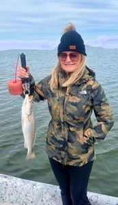 Spotted Weakfish, 13-inch catch in Corpus Christi