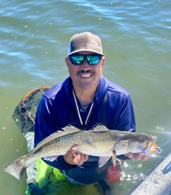 Spotted Weakfish caught on a fishing tour in Corpus Christi