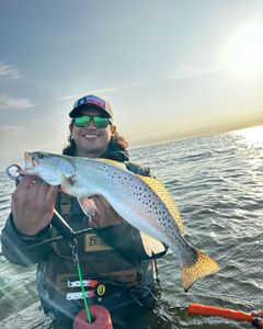 Spotted weakfish, 24 inches long, caught while fishing in TX