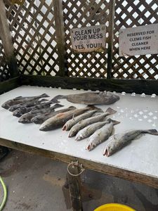 4 fish caught in TX during fishing tour