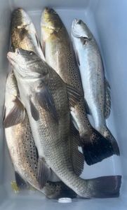 3 spotted weakfish fishing in TX