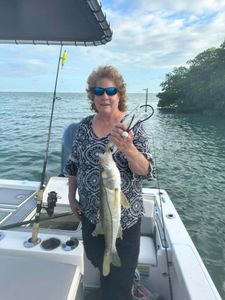 Snook Fish From Florida Keys