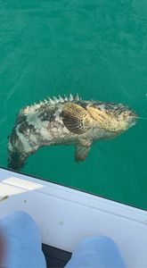 Grouper fishing in Florida Keys