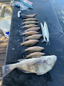 Black drum Fishing in Offshore waters of Florida