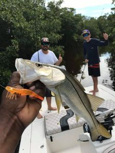 Snook Fish from Key Largo, Florida