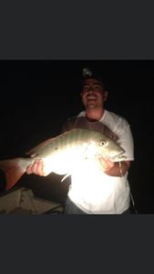 Snapper Fish from Inshore fishing grounds, FL